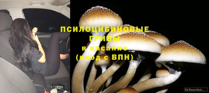 мега как зайти  Воскресенск  Псилоцибиновые грибы MAGIC MUSHROOMS 